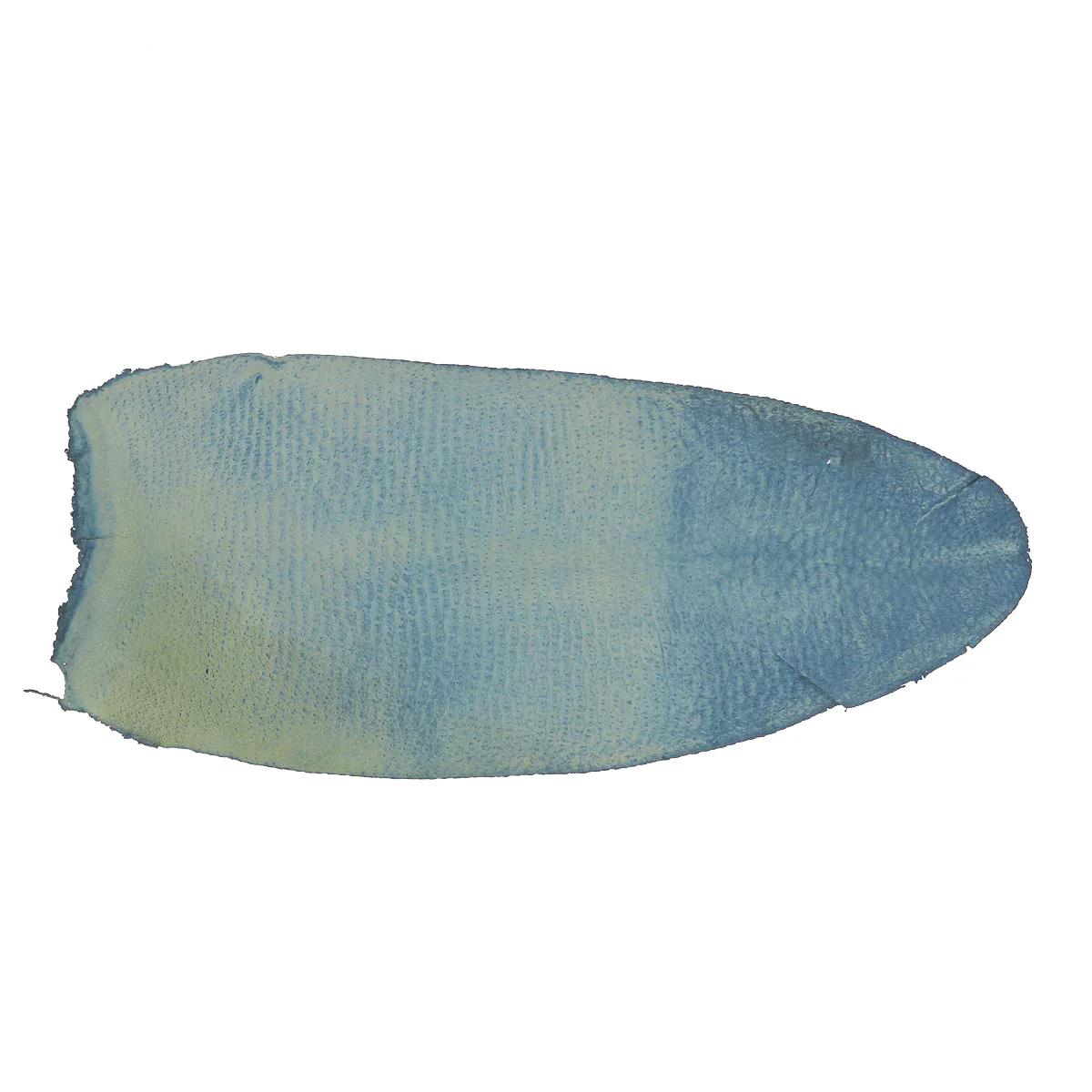 Cuir de queue de Castor - BLEU MARINE P92 - Image 4