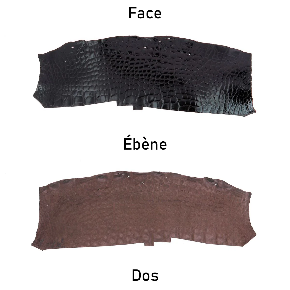 Flanc de cuir d'Alligator brillant - ÉBÈNE - Image 3