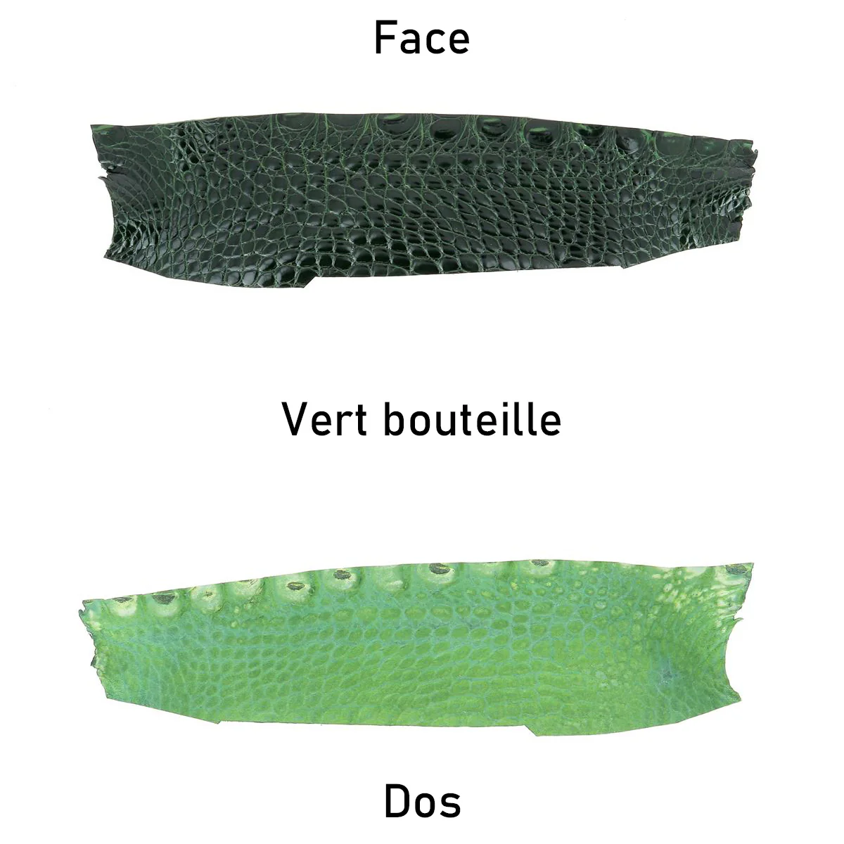 Flanc de cuir d'Alligator brillant - VERT BOUTEILLE - Image 3