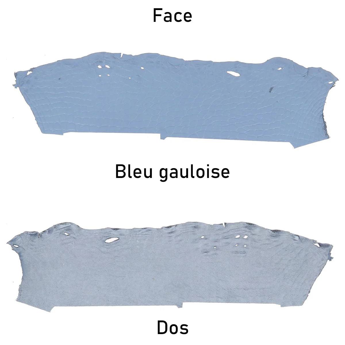 Flanc de cuir d'Alligator mat - BLEU GAULOISE - Image 3