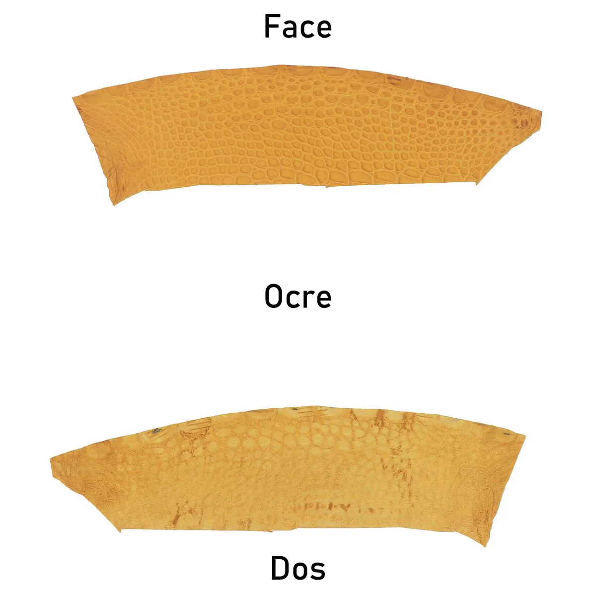 Flanc de cuir d'Alligator mat - OCRE - Image 3