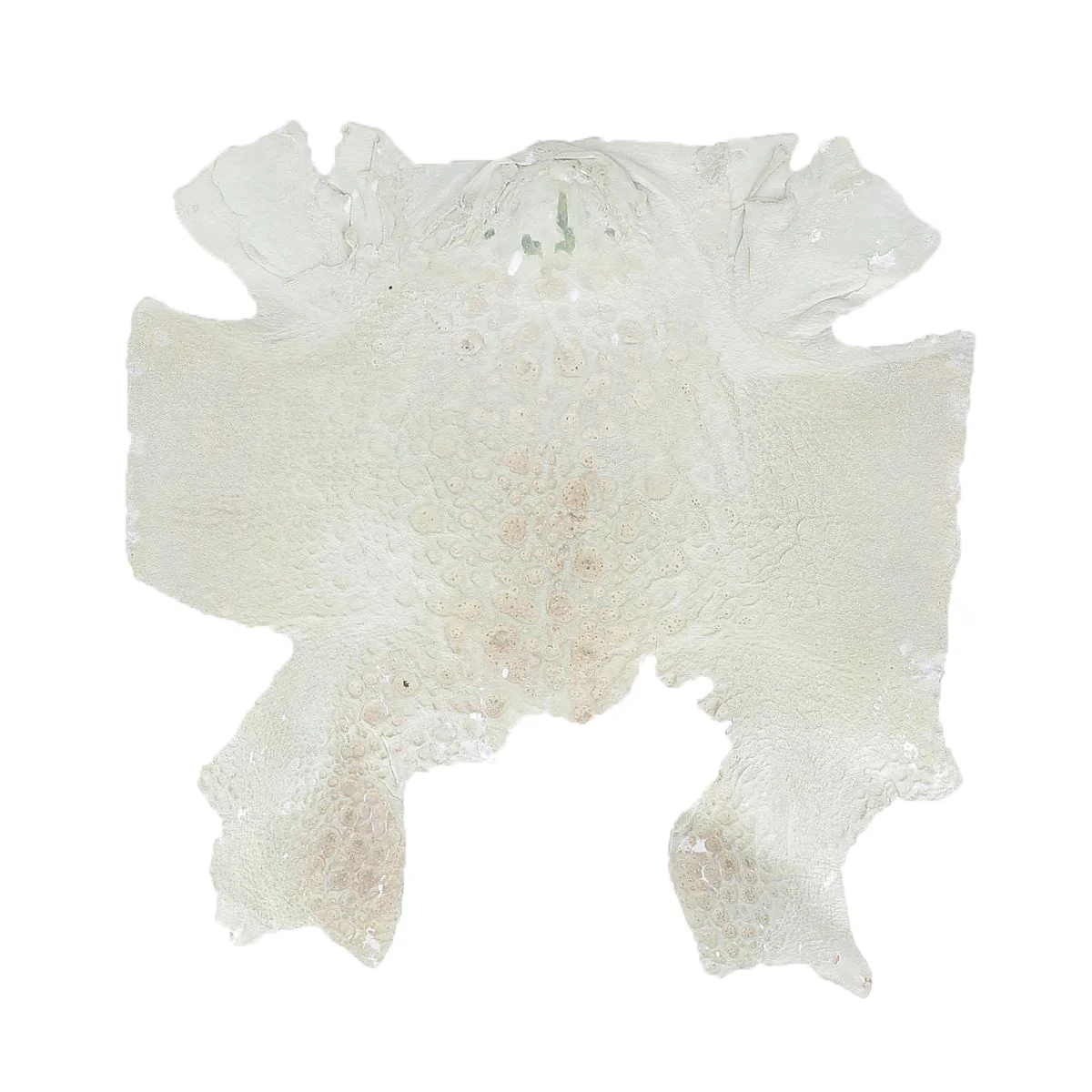 Peau de cuir de crapaud - BLANC & ARGENT P81 - Image 4