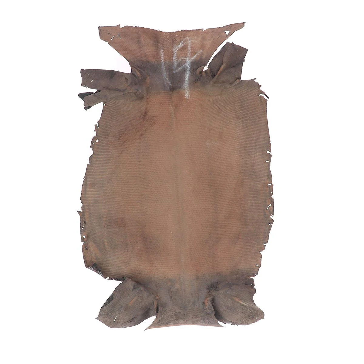 Peau de cuir de lézard - BRUN FONCÉ BRILLANT O81 - 17cm - Image 3